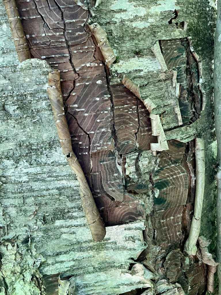 White lines form an interesting pattern within the bark of a birch tree.