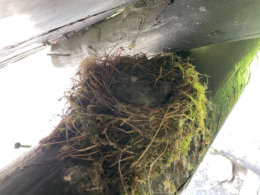 An abandoned bird nest in the rafters of the lean-to.