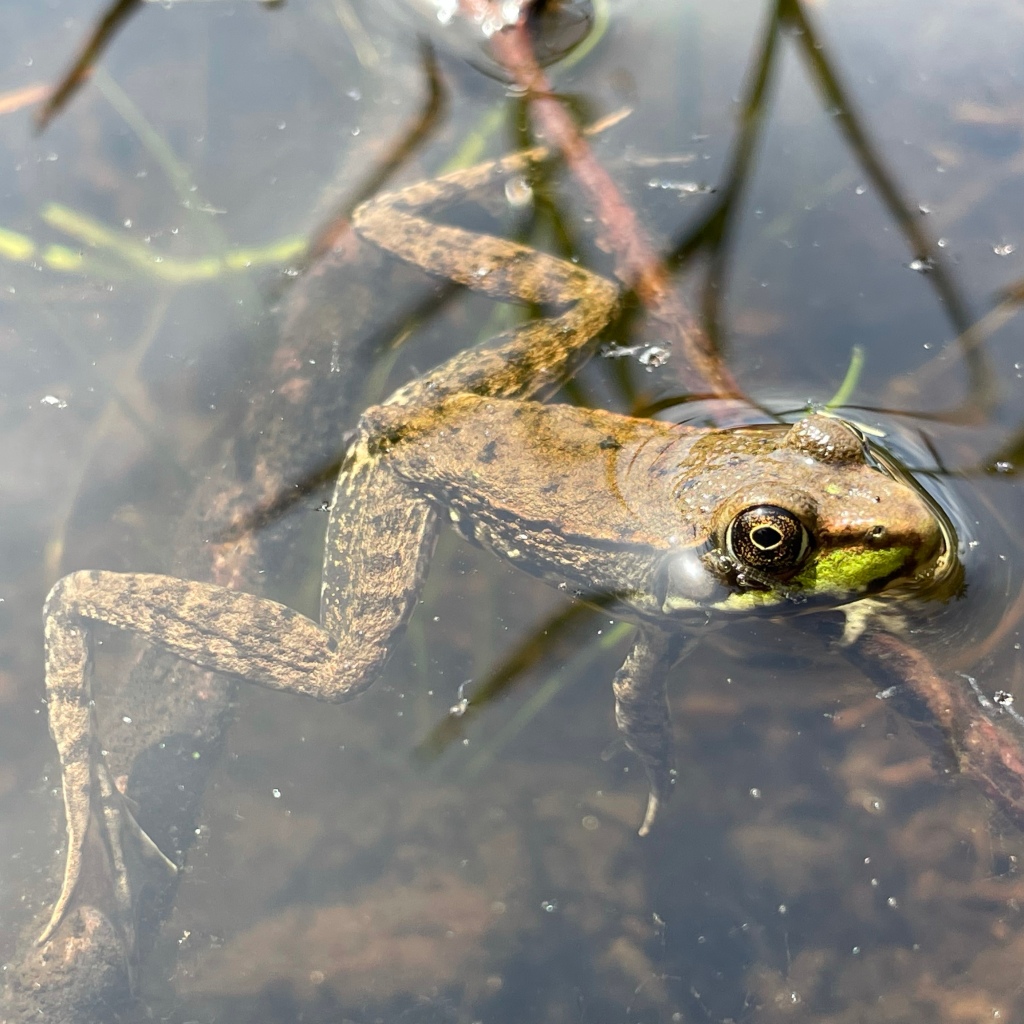 A Green Frog floating in the pond.
