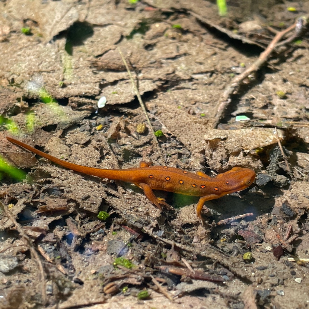 An Eastern Newt submerged in a puddle along the trail.